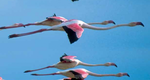 fenicotteri rosa nella Laguna di Venezia